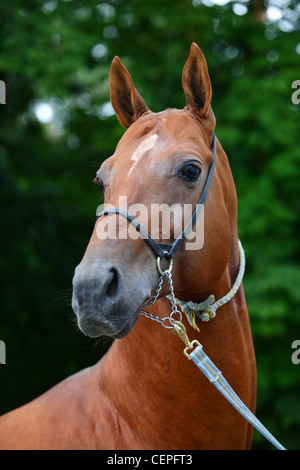 Porträt von Sauerampfer Achal-Tekkiner Hengst Stockfoto