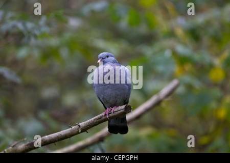 Columba Oenas Hohltaube Hohltaube Lager Taube Stockfoto