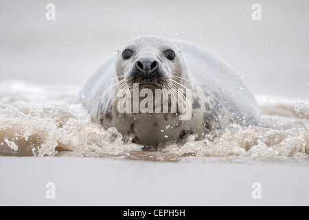 Grey Seal (Halichoerus Grypus) spielen in den Wellen, Donna Nook, Lincolnshire, UK Stockfoto