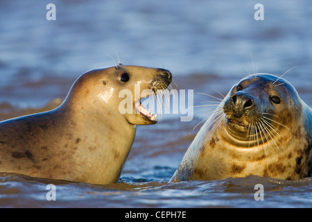 Graue Dichtungen (Halichoerus Grypus) in spielen, am Strand, Donna Nook, Lincolnshire, UK Stockfoto