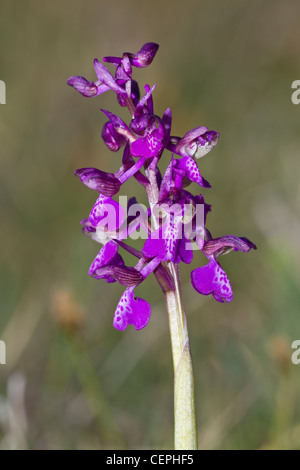 Orchis morio Stockfoto