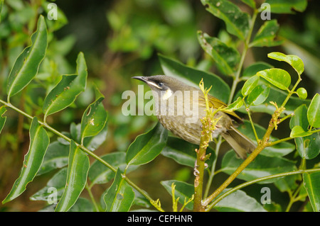 Lewins Honigfresser Meliphaga Lewinii fotografiert in Queensland, Australien Stockfoto