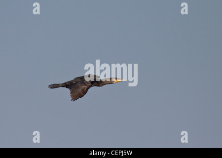 Kormoran Phalacrocorax Carbo, Kormoran Stockfoto