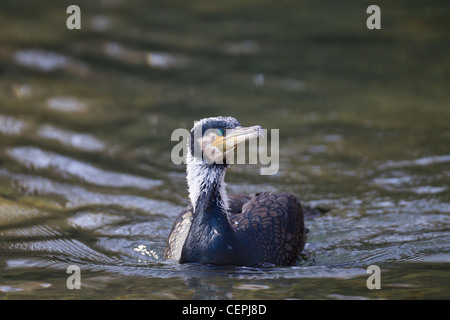 Kormoran Phalacrocorax Carbo, Kormoran Stockfoto