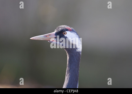 Kranich, Grus Grus, gewöhnlicher Kranich Stockfoto