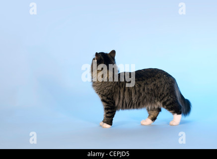 neugierig norwegische Waldkatze Kätzchen in hellblau zurück Stockfoto