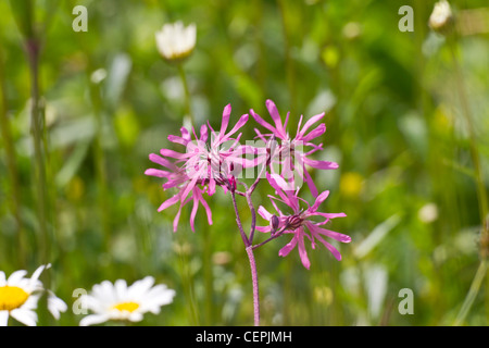 Kuckuckslichtnelke, Silene flos-cuculi (L.) Clairv., SYN.: Lychnis flos-cuculi L. Stockfoto