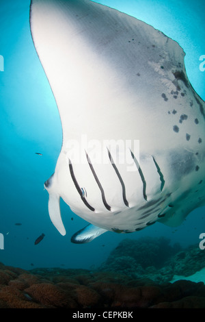 Bei Cleaning Station, Manta Manta Birostris, Hanifaru Bay, Baa Atoll, Malediven Stockfoto