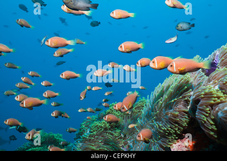 Schwarm von Malediven Anemonenfischen Amphiprion Nigripes, Nord Male Atoll, Malediven Stockfoto