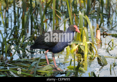 Lila Swamphen Porphyrio Porphyrio fotografiert in Victoria, Australien Stockfoto