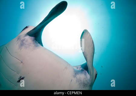 Manta, Manta Birostris, Hanifaru Bay, Baa Atoll, Malediven Stockfoto