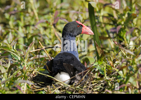 Lila Swamphen Porphyrio Porphyrio auf Nest fotografiert in Victoria, Australien Stockfoto