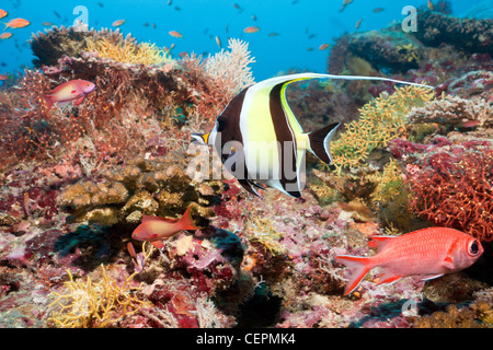 Maurische Idol im Korallenriff, Zanclus in Nord Male Atoll, Malediven Stockfoto