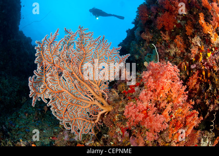 Weichkorallen und Seafan, Dendronephthya SP., Semperina SP., Halmahera, Molukken, Indonesien Stockfoto