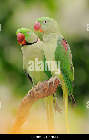 Indische Ringneck Papagei geflohen waren Manillensis männliche und weibliche Gefangene Stockfoto