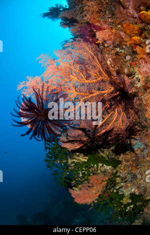 Gorgonien auf Wand, Melithaea SP., Halmahera, Molukken, Indonesien Stockfoto