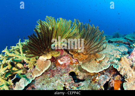 Feather Star am Korallenriff, Comantheria SP., Halmahera, Molukken, Indonesien Stockfoto