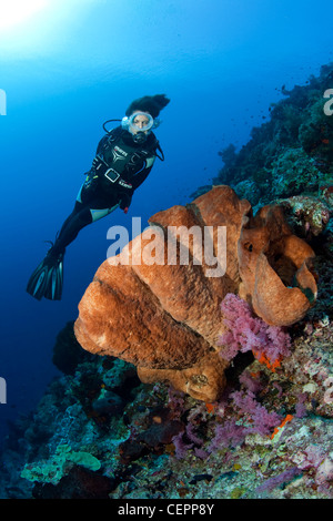 Taucher und Fass-Schwamm, Xestospongia SP., Halmahera, Molukken, Indonesien Stockfoto