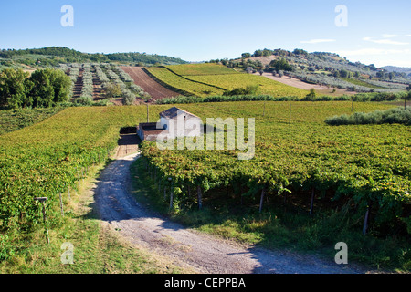 Kleines Bauernhaus mitten in Weinbergen in Abruzzen, Italien Stockfoto