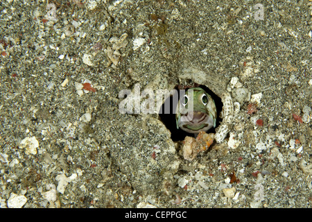 Kieferfischen in seinem Loch, Opistognahus SP., Lembeh Strait, Sulawesi, Indonesien Stockfoto