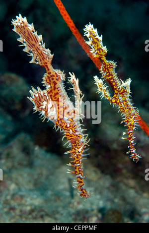 Paar verzierten Geisterpfeifenfische, Solenostomus Paradoxus, Lembeh Strait, Sulawesi, Indonesien Stockfoto
