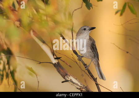 Grey Shrike Soor Colluricincla Mundharmonika fotografiert in Tasmanien, Australien Stockfoto