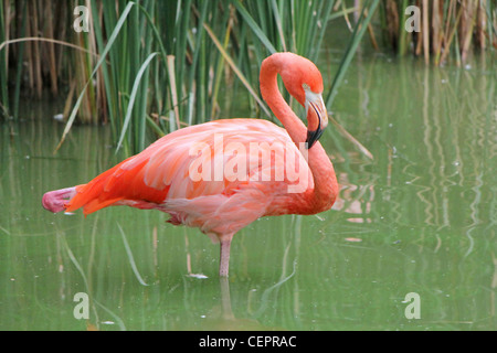 Rosa Flamingo stehen auf einem Bein im Wasser Stockfoto