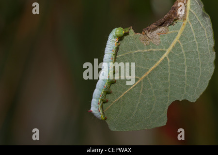 Kamel - zahnspinner, ptilodon capucina Stockfoto