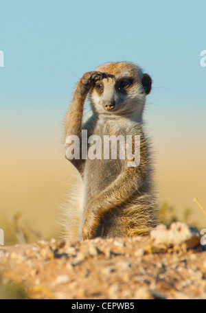 Erdmännchen sind immer auf der Suche nach Gefahr, diesein dauerte es ein bisschen weiter um seine Augen vor der Sonne zu decken. Stockfoto