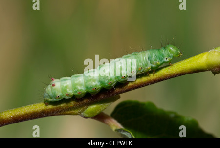 Kamel - zahnspinner, ptilodon capucina Stockfoto