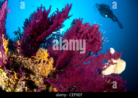 Scuba Diver über Coral Reef, Paramuricea Clavata, Insel Vis, Adria, Kroatien Stockfoto