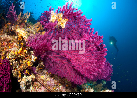 Scuba Diver über Coral Reef, Paramuricea Clavata, Insel Vis, Adria, Kroatien Stockfoto