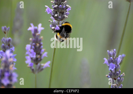 Gelbe und schwarze Hummel Biene Blütenstaub unter Stockfoto