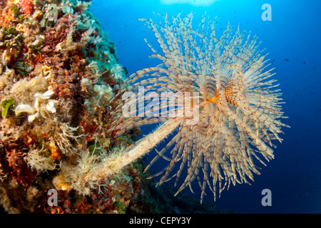 Spiral-Schlauch-Wurm, Sabella Spallanzani, Insel Vis, Adria, Kroatien Stockfoto