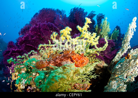 Großer Drachenkopf im Korallenriff, Scorpaena Scrofa, Insel Vis, Adria, Kroatien Stockfoto