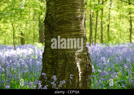 Ein Baum steht in einem Holz voller Glockenblumen. Stockfoto