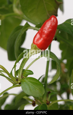 Heiße rote Frucht Topf gewachsen Chilipfeffer und Blätter Stockfoto
