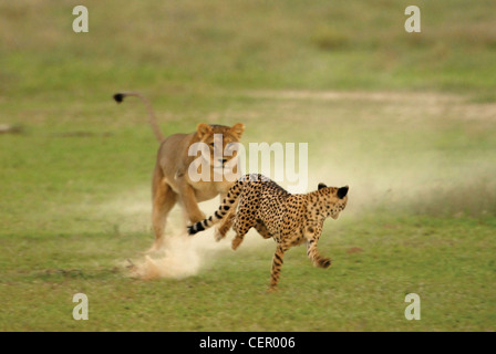 Löwin jagt Gepard Stockfoto