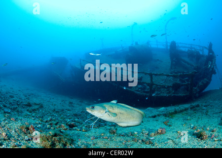 N. auf Teti Wrack, Phycis Phycis, Insel Vis, Adria, Kroatien Stockfoto