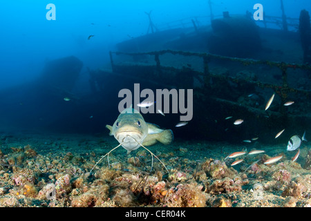 N. auf Teti Wrack, Phycis Phycis, Insel Vis, Adria, Kroatien Stockfoto