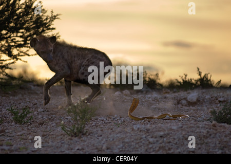 Hyäne und Kobra Interaktion in der Kalahari Stockfoto