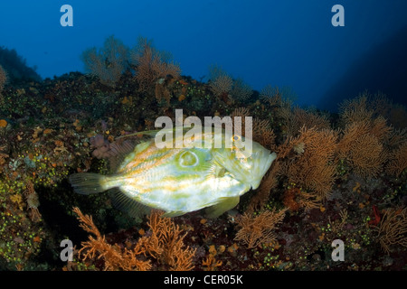 John Dory Fish, Zeus Faber, Insel Vis, Adria, Kroatien Stockfoto