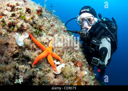 Taucher und red Sea Star Hacelia Attenuata, Insel Vis, Adria, Kroatien Stockfoto