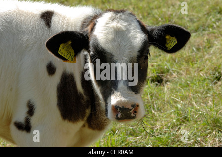 Holstein x Belgian Blue Mutterkühe Kalb auf der Weide, Devon, August Stockfoto