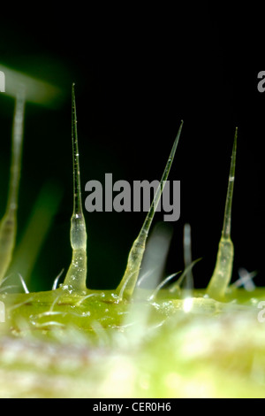 Mikrophotographie Brennnesselpflanzen Haare von einer Brennnessel (Urtica Dioica) Stockfoto