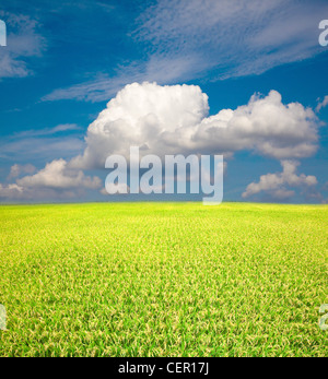 blauer Himmel und Reis-Feld Stockfoto