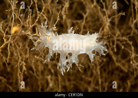 Weiße Nacktschnecken, Dendronotus Frondosus, weißes Meer, Karelien, Russland Stockfoto