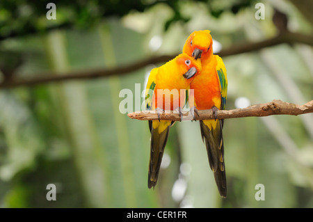 Sun Conure Aratinga Solstitialis in Gefangenschaft Stockfoto