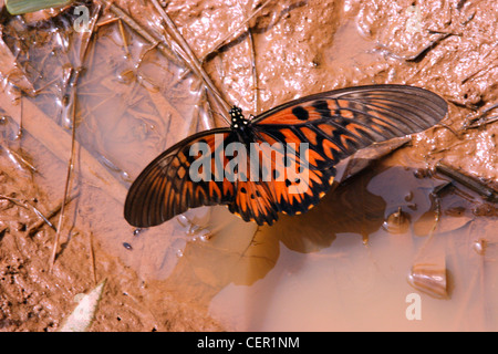 Afrikanischen Riesen Schwalbenschwanz Schmetterling (Papilio Antimachus: Papilionidae) männlichen Spannweite bis zu 23 cm (9 Zoll) Puddling Regenwald Ghana Stockfoto