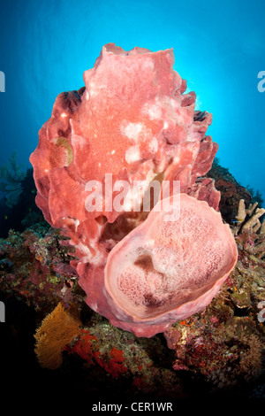 Fass-Schwamm im Korallenriff, Xestospongia Testudinaria, Tubbataha Reef, Sulu Sea, Philippinen Stockfoto